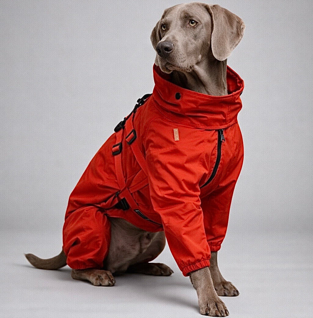 Cane che indossa giubbotto impermeabile con imbracatura durante passeggiata
